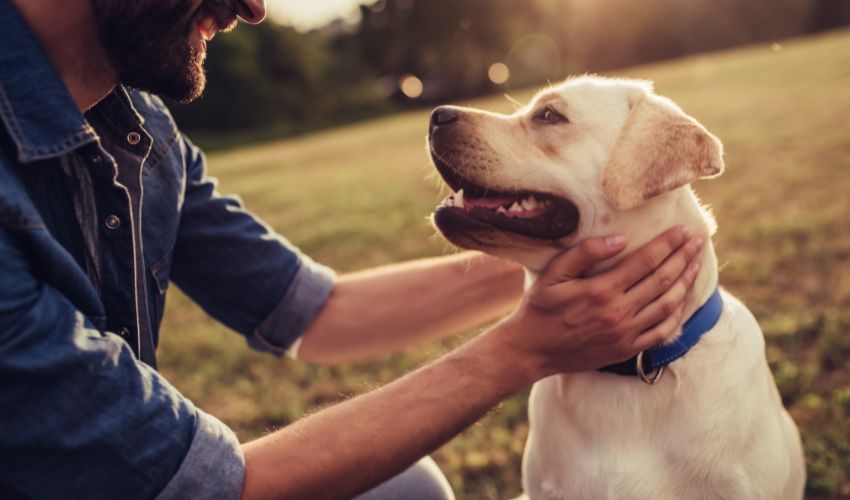 Top Tips for Training a Bearded Collie: Mastering Basic Commands